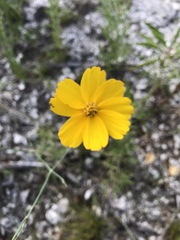 Thelesperma simplicifolium
