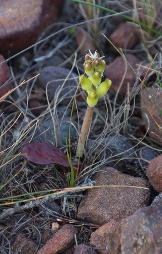 Cape Viooltjie (Lachenalia capensis)