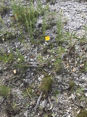 Thelesperma simplicifolium