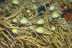 Clouded Damselfish photo 2