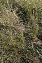 Jurinea multiflora