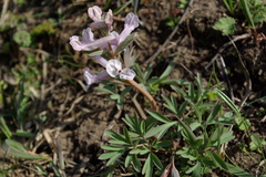 Corydalis tarkiensis