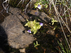 Pinguicula leptoceras