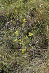 Erysimum canescens
