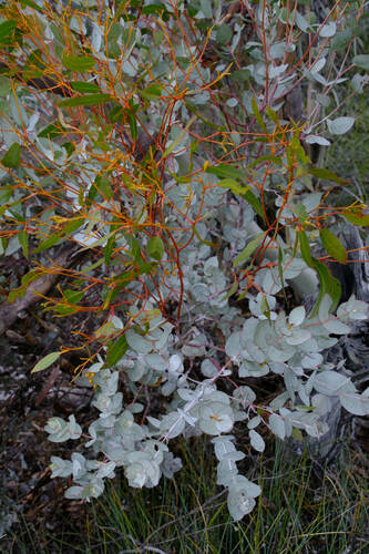 Eucalyptus albida, photograph 1