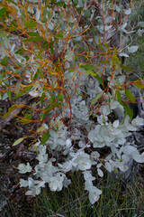 Eucalyptus albida, photograph (c) Peter Crowcroft, some rights reserved (CC BY)