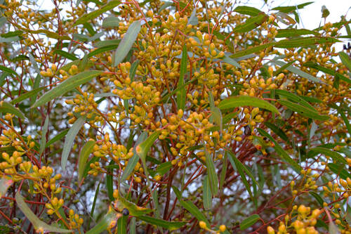 white-leaved mallee (Eucalyptus albida)