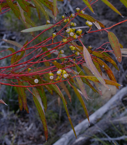 Eucalyptus albida, photograph 2