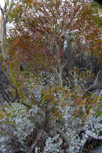 Eucalyptus albida, photograph 3