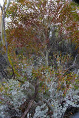 Eucalyptus albida, photograph (c) Peter Crowcroft, some rights reserved (CC BY)
