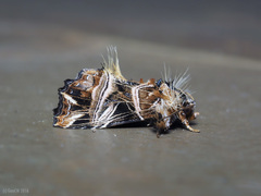 Callopistria repleta