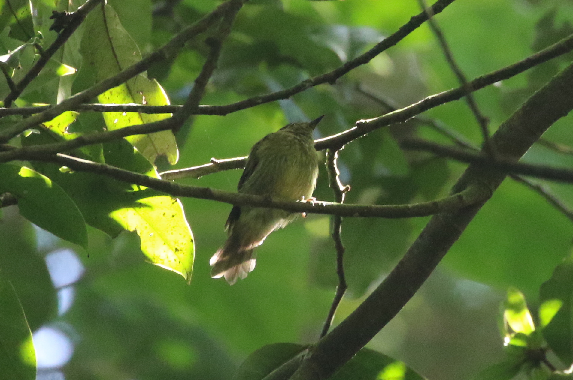 Olive-striped Flycatcher (Mionectes olivaceus), photo 10