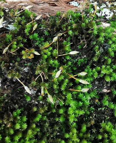 Macrocoma tenuis