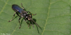 Lyroda