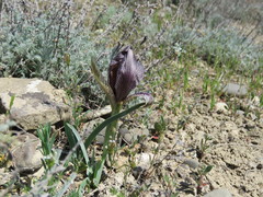 Iris acutiloba