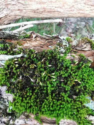Macrocoma tenuis