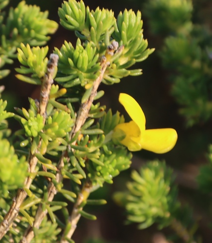 Image of Cape Asparagus by (c) Tony Rebelo, some rights reserved (CC BY-SA)