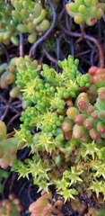 Sedum × rubrotinctum