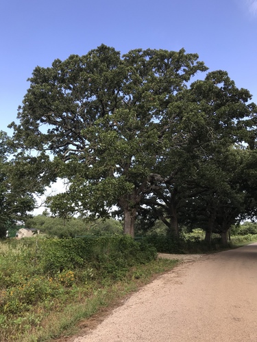 post oak (Quercus stellata)