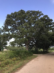 Post Oak (Quercus stellata)