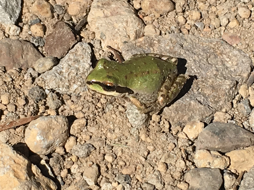 iNaturalist observation photo of Pacific chorus frog