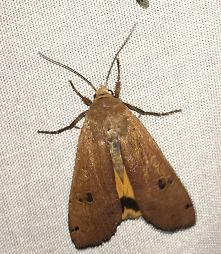 iNaturalist observation photo of Large Yellow Underwing