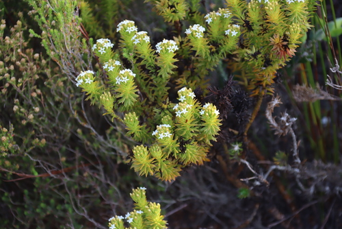 Image of Thesium viridifolium by (c) Tony Rebelo, some rights reserved (CC BY-SA)