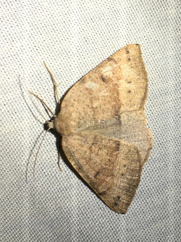 iNaturalist observation photo of Butterflies and Moths