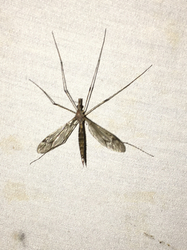 iNaturalist observation photo of Crane Flies