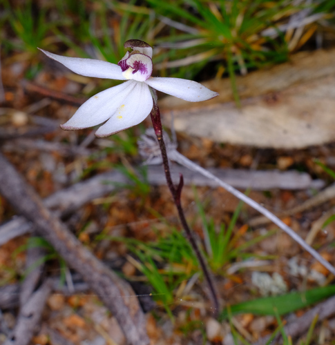 Image of Caladenia saccharata by (c) Peter Crowcroft, some rights reserved (CC BY)