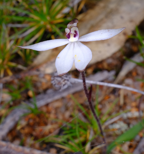 Image of Caladenia saccharata by (c) Peter Crowcroft, some rights reserved (CC BY)