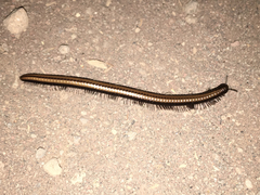 Californiulus yosemitensis
