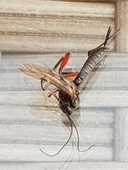 Pimpla turionellae
