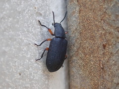 Haplandrus fulvipes