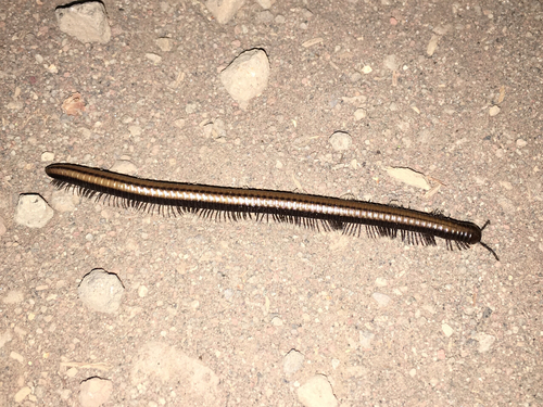 Yosemite Millipede photo 5