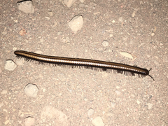 Californiulus yosemitensis