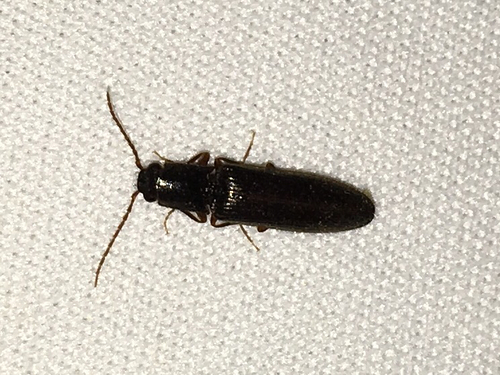 iNaturalist observation photo of Click Beetles