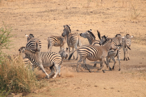Chapman's Zebra