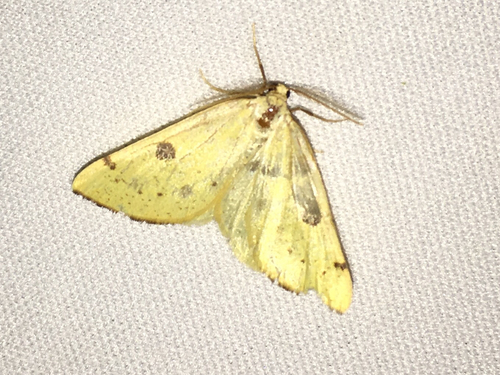iNaturalist observation photo of Sulphur Moth