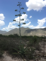 Agave asperrima