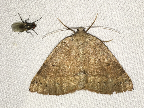 iNaturalist observation photo of Butterflies and Moths