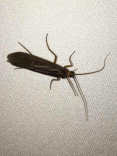 iNaturalist observation photo of Caddisflies