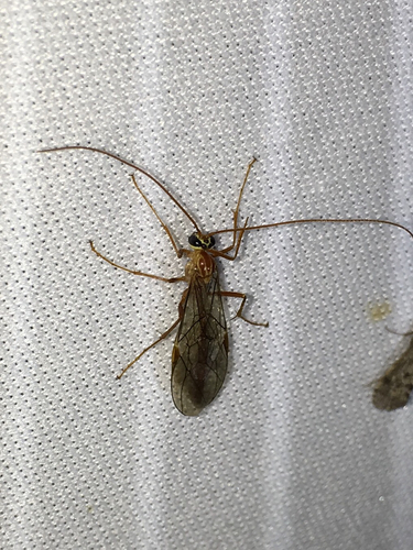 iNaturalist observation photo of Ophion Wasps