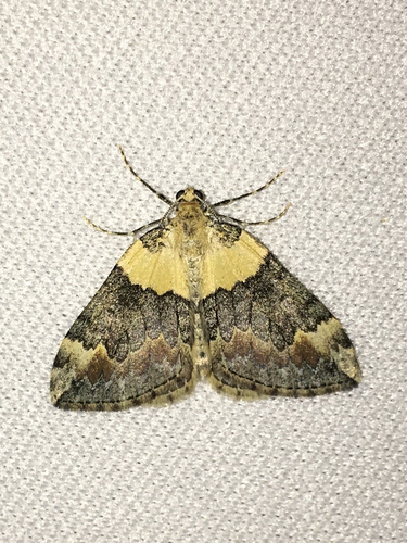 iNaturalist observation photo of Butterflies and Moths