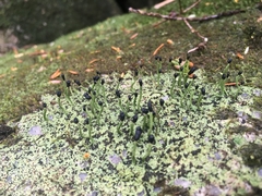 Pilophorus acicularis