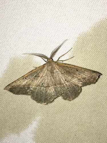 iNaturalist observation photo of Ennominae