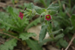 Nonea rosea