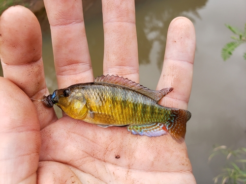 Dwarf Victoria mouthbrooder (Pseudocrenilabrus multicolor) — Cichlidae — 2