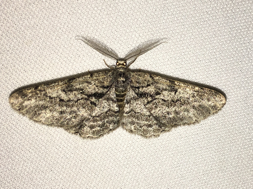 iNaturalist observation photo of Butterflies and Moths