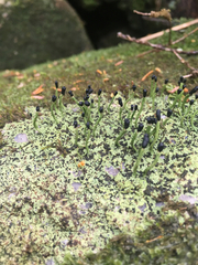 Pilophorus acicularis